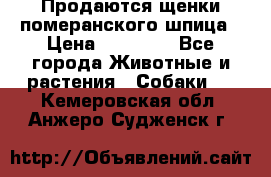 Продаются щенки померанского шпица › Цена ­ 45 000 - Все города Животные и растения » Собаки   . Кемеровская обл.,Анжеро-Судженск г.